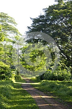 Tree lined path