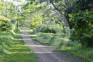 Tree lined path