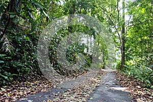 Tree lined path