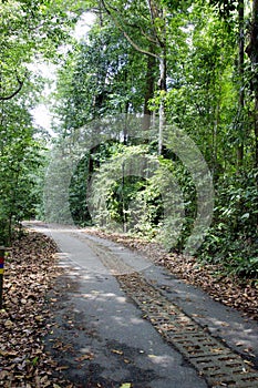 Tree lined path