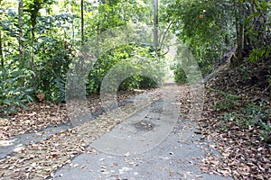 Tree lined path