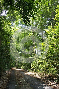 Tree lined path