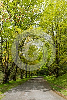 A tree-lined path around Bass Lake in North Carolina.