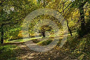 Tree-lined path in autumn bathed in dappled sunlight