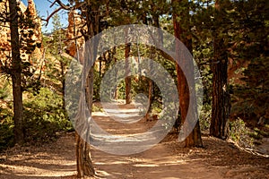 Tree Lined Path At The Bottom Of The Amphitheater In Bryce