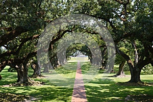 Tree Lined Path