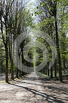 Tree-lined path in diminishing perspective. paris