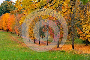 Tree Lined Path with Fall Foliage