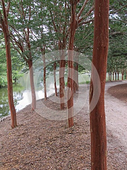 Tree lined path at Iris Gardens in Sumter South Caroliina