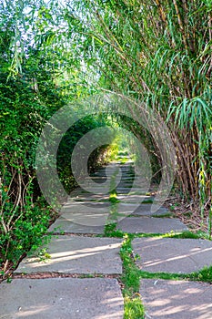 A tree-lined path leading to the bamboo forest