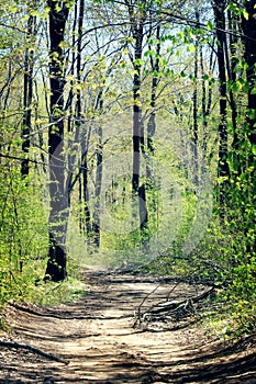 Tree lined path in northern Michigan in the spring. photo