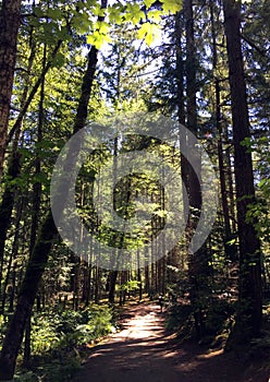 Tree lined path at Rathtrevor Beach, Parksville, BC