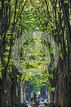 Tree-lined path of Sendai,Miyagi Prefecture photo