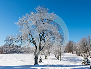 Tree-lined path through a snowy field
