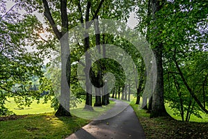 A tree lined path with the sun shining through