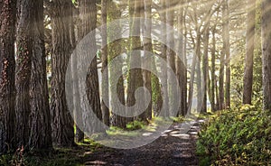 Tree lined path at Whiteford