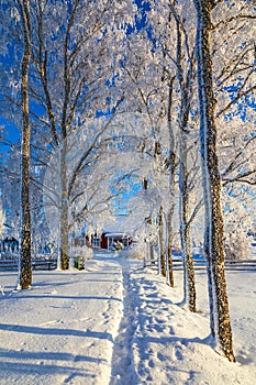 Tree lined path in a wintry landscape to a red cottage