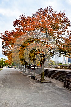 Tree lined paths in Osaka Castle Park