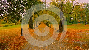 Tree lined pathway in autumn - Bilder