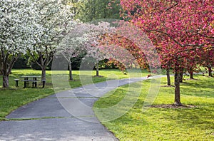 Tree Lined Pathway Fairfax County Park Virginia