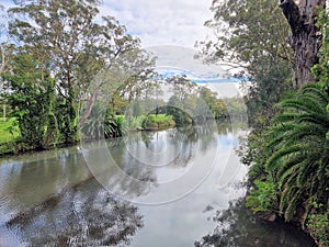 Tree lined riverbank at Dora Creek Cooranbong