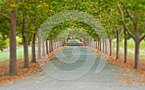 Tree lined road