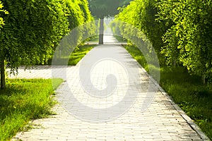 Tree lined road