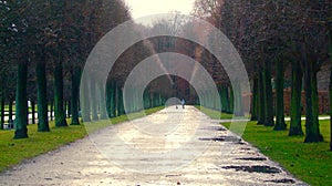 Tree Lined Road