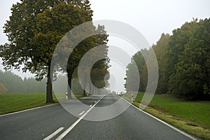 Tree lined road