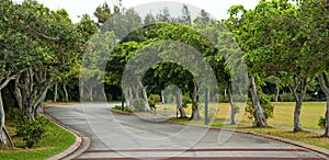 Tree lined road