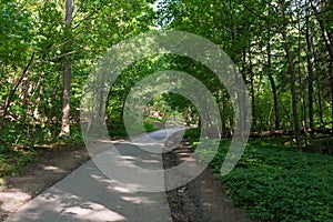 Tree lined road