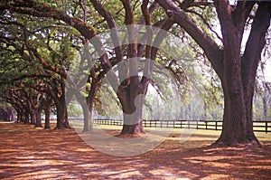 Tree lined road at Boone Hall Plantation, Charleston, SC photo