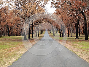 Tree-lined road landscape after bush fire, Australian nature