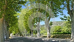 Tree lined road in Provence