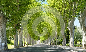 Tree lined road in Provence