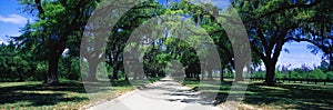 Tree lined road, San Antonio, TX