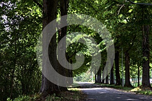 Tree lined road in the shade in the italian countryside at midday in summer