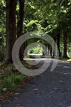 Tree lined road in the shade in the italian countryside at midday in summer