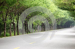 A tree-lined road in the suburbs in summer.