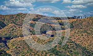 Tree Lined Road Winding up Catalina Island