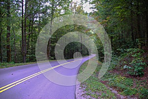 Tree Lined Roadway