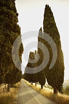 Tree-Lined Rural Road