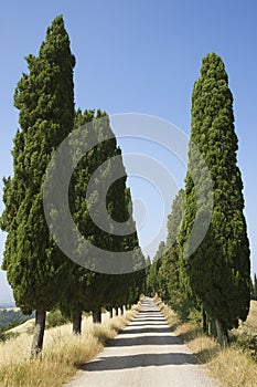 Tree-Lined Rural Road