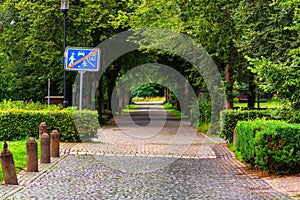 Tree lined rural road