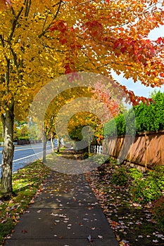 Tree Lined Sidewalk in Fall Season USA America