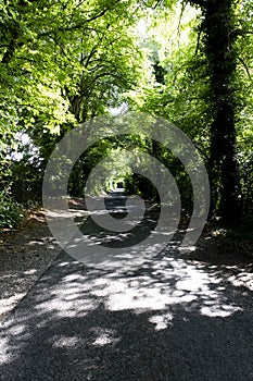 Tree lined singe lane