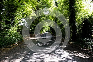 Tree lined singe lane