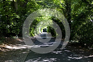 Tree lined singe lane photo