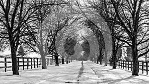Tree lined snow covered driveway