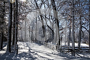 Tree lined snowy road with shadows